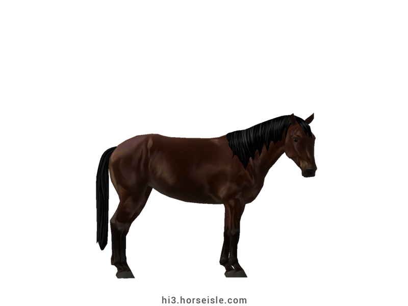 Agaba Dark Horse Dark Brown Coat (normal view)